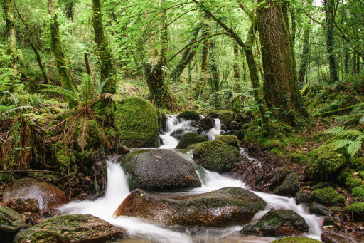 Ribeiro de Pias Cepões  - Cópia