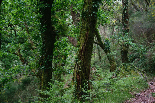 Bosque de Floresta autoctone Carvalhal Cepões - Cópia