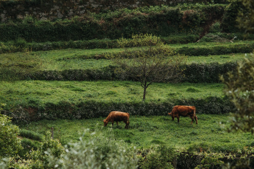 Gado em Socalcos Calheiros