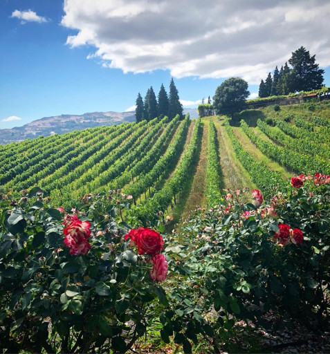 38001487_1761545613973436_2471881875031851008_n