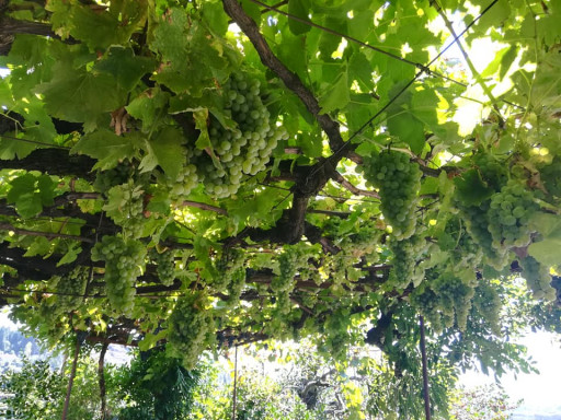 70611315_2385544974906827_3837306301176610816_n