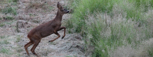 Corço_JoãoAmorim_edited